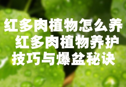 红多肉植物怎么养 红多肉植物养护技巧与爆盆秘诀