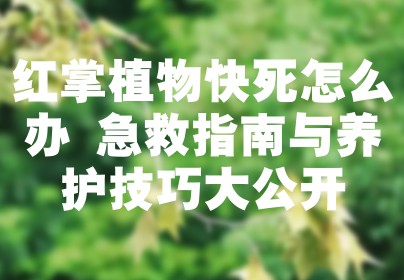 红掌植物快死怎么办 急救指南与养护技巧大公开