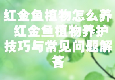 红金鱼植物怎么养 红金鱼植物养护技巧与常见问题解答