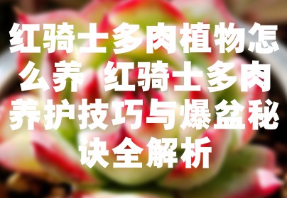 红骑士多肉植物怎么养 红骑士多肉养护技巧与爆盆秘诀全解析