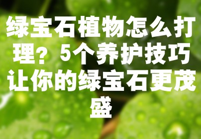 绿宝石植物怎么打理？5个养护技巧让你的绿宝石更茂盛