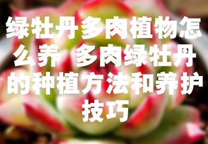 绿牡丹多肉植物怎么养 多肉绿牡丹的种植方法和养护技巧