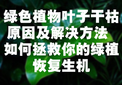 绿色植物叶子干枯原因及解决方法 如何拯救你的绿植恢复生机