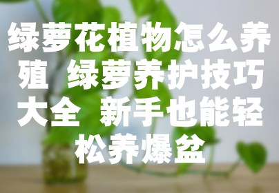 绿萝花植物怎么养殖 绿萝养护技巧大全 新手也能轻松养爆盆