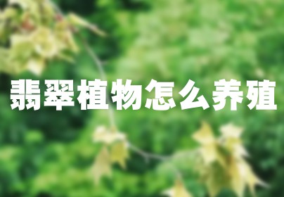 翡翠植物怎么养殖