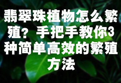翡翠珠植物怎么繁殖？手把手教你3种简单高效的繁殖方法
