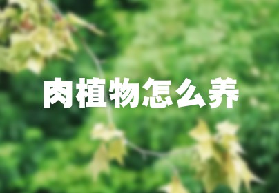 肉植物怎么养
