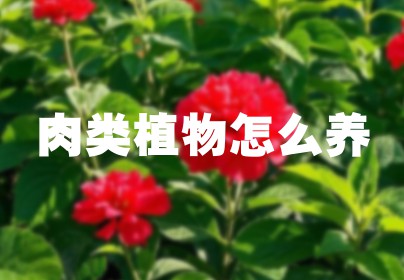 肉类植物怎么养