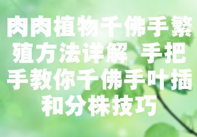 肉肉植物千佛手繁殖方法详解 手把手教你千佛手叶插和分株技巧