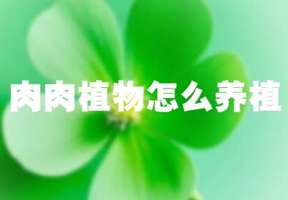 肉肉植物怎么养植