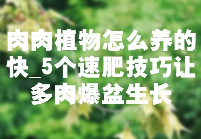 肉肉植物怎么养的快_5个速肥技巧让多肉爆盆生长