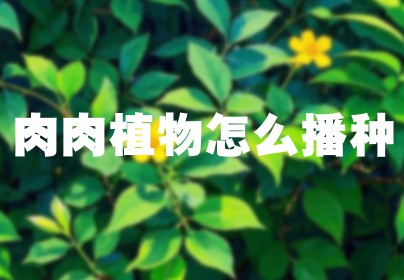 肉肉植物怎么播种