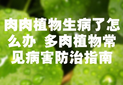 肉肉植物生病了怎么办 多肉植物常见病害防治指南