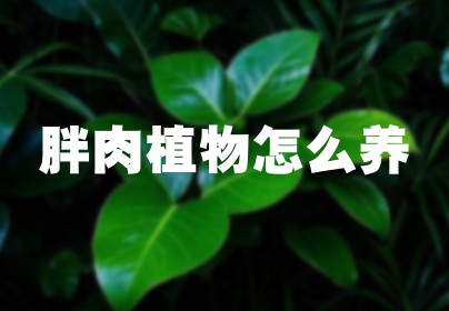 胖肉植物怎么养