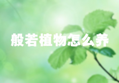般若植物怎么养