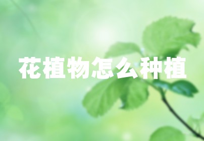 花植物怎么种植