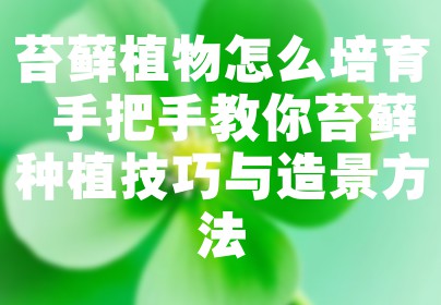 苔藓植物怎么培育 手把手教你苔藓种植技巧与造景方法