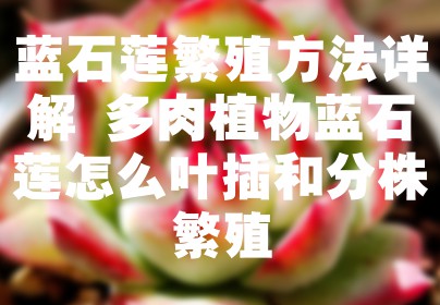 蓝石莲繁殖方法详解 多肉植物蓝石莲怎么叶插和分株繁殖