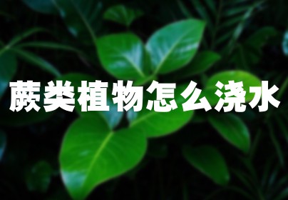 蕨类植物怎么浇水
