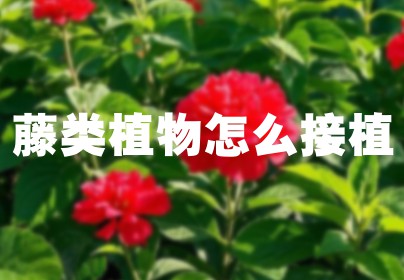 藤类植物怎么接植
