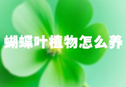 蝴蝶叶植物怎么养