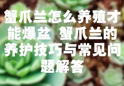 蟹爪兰怎么养殖才能爆盆 蟹爪兰的养护技巧与常见问题解答
