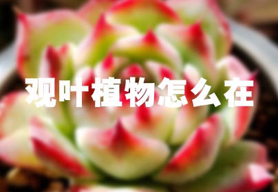 观叶植物怎么在