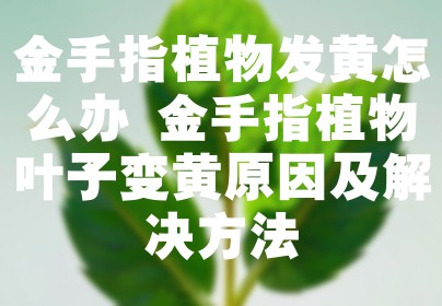 金手指植物发黄怎么办 金手指植物叶子变黄原因及解决方法