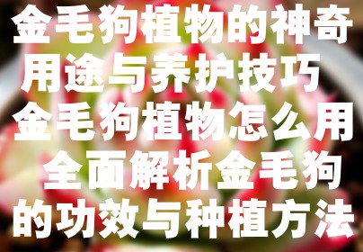 金毛狗植物的神奇用途与养护技巧 金毛狗植物怎么用 全面解析金毛狗的功效与种植方法