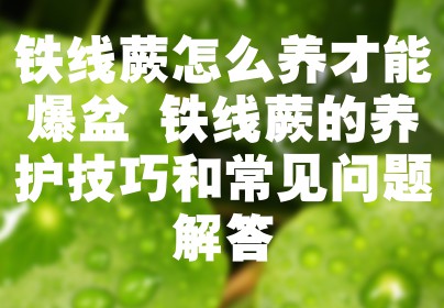 铁线蕨怎么养才能爆盆 铁线蕨的养护技巧和常见问题解答