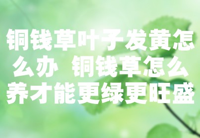 铜钱草叶子发黄怎么办 铜钱草怎么养才能更绿更旺盛