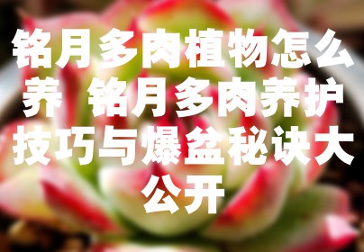 铭月多肉植物怎么养 铭月多肉养护技巧与爆盆秘诀大公开