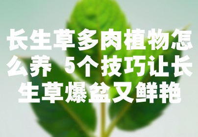 长生草多肉植物怎么养 5个技巧让长生草爆盆又鲜艳