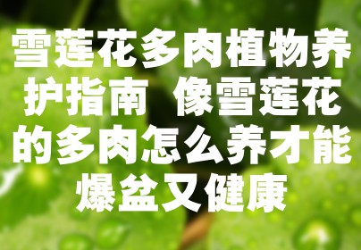 雪莲花多肉植物养护指南 像雪莲花的多肉怎么养才能爆盆又健康