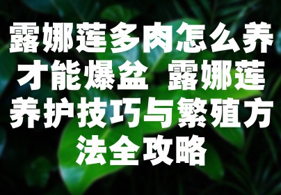露娜莲多肉怎么养才能爆盆 露娜莲养护技巧与繁殖方法全攻略
