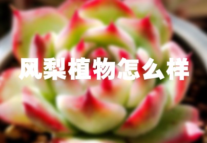 风梨植物怎么样