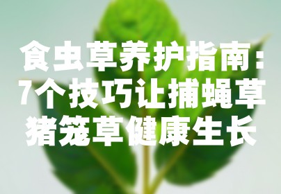 食虫草养护指南：7个技巧让捕蝇草猪笼草健康生长