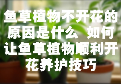 鱼草植物不开花的原因是什么 如何让鱼草植物顺利开花养护技巧