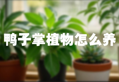 鸭子掌植物怎么养