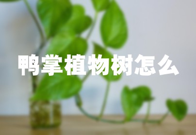 鸭掌植物树怎么