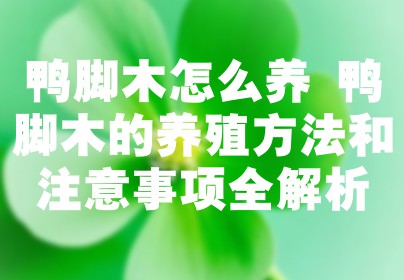 鸭脚木怎么养 鸭脚木的养殖方法和注意事项全解析