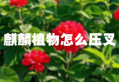 麒麟植物怎么压叉