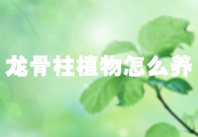 龙骨柱植物怎么养